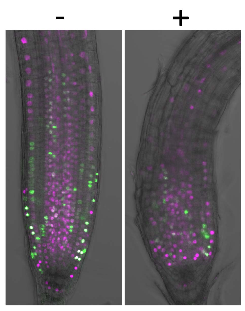 The roots of Arabidopsis thaliana with their cell cycles visualized. 