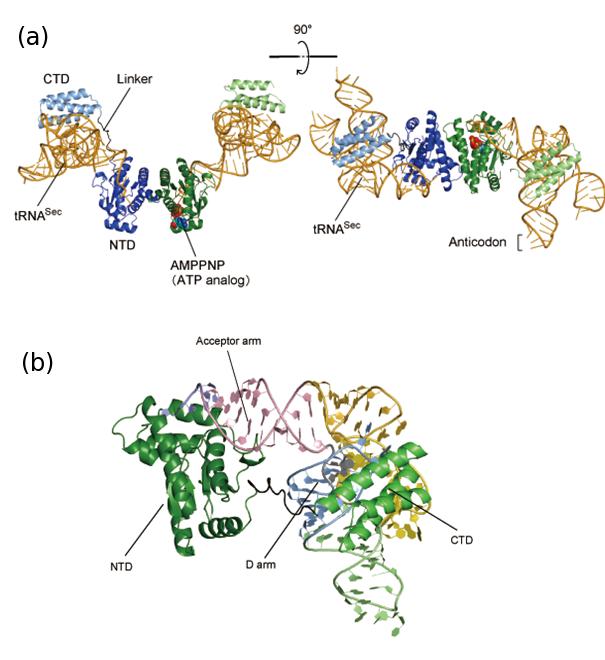 Scientists clarify structural basis for biosynthesis of mysterious