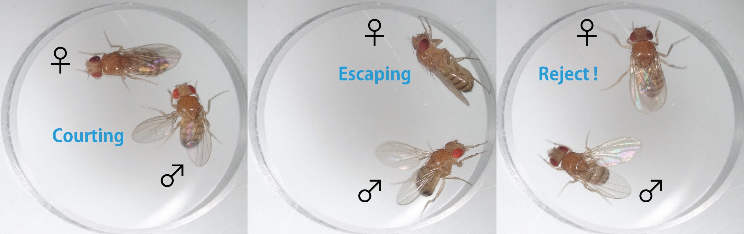 A female fly rejects a male fly during courtship when another species’ song is played.