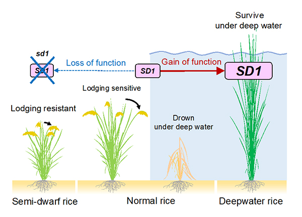 Rice plants evolve to adapt to flooding