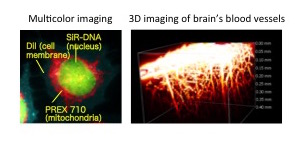 Examples of fluorescent imaging using PREX 710. 