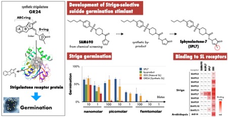 Development of Striga-selective suicide germination stimulant