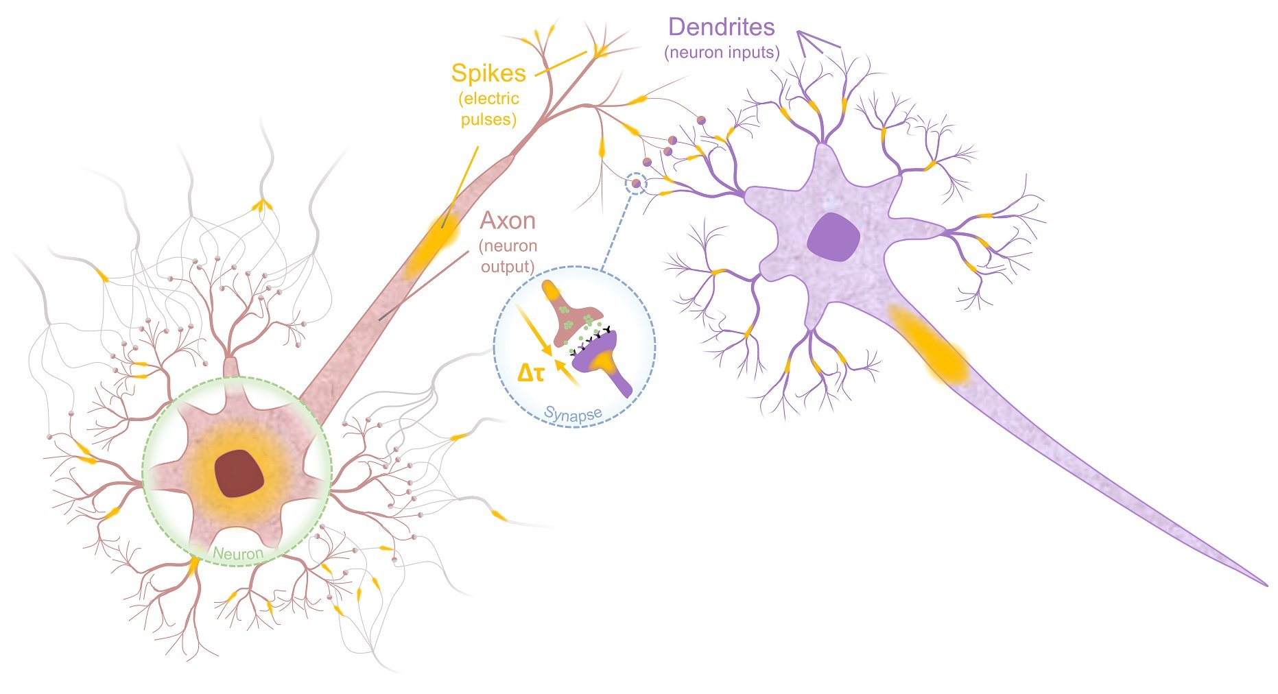 Скорость нейронов в мозге. Нейроны мозга. Синапс в нейронных сетях это. Types of Synapses. Нейронные сети гиф.