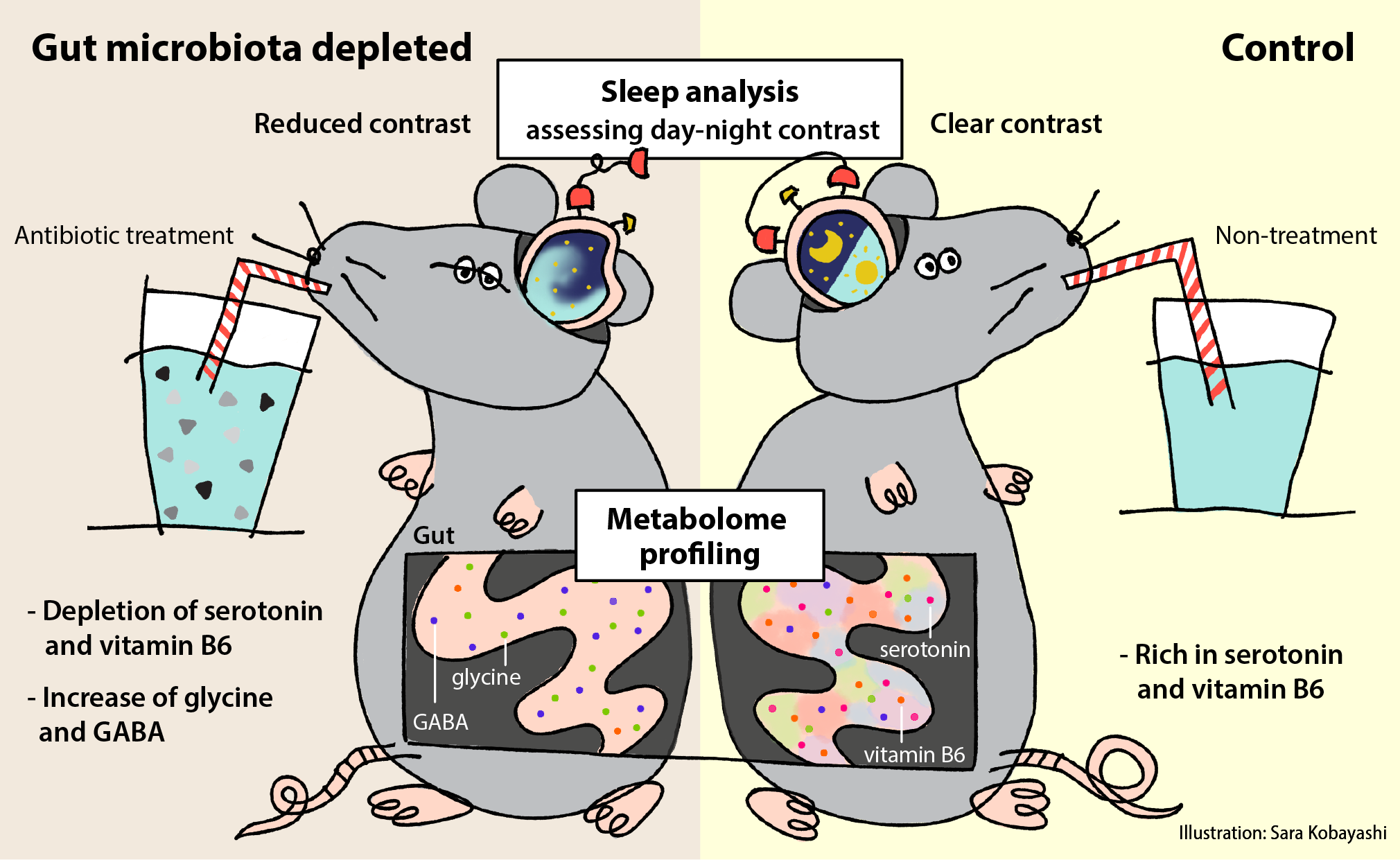 Gut Microbes: A Key to Normal Sleep | Asia Research News