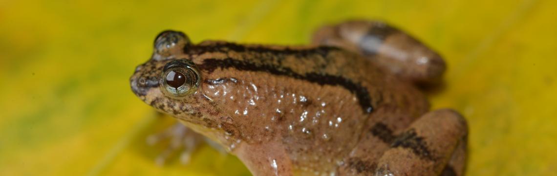 The evolutionary history of puddle frogs