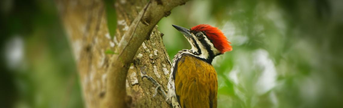 Absorbing Impact: Inside the Head of a Woodpecker