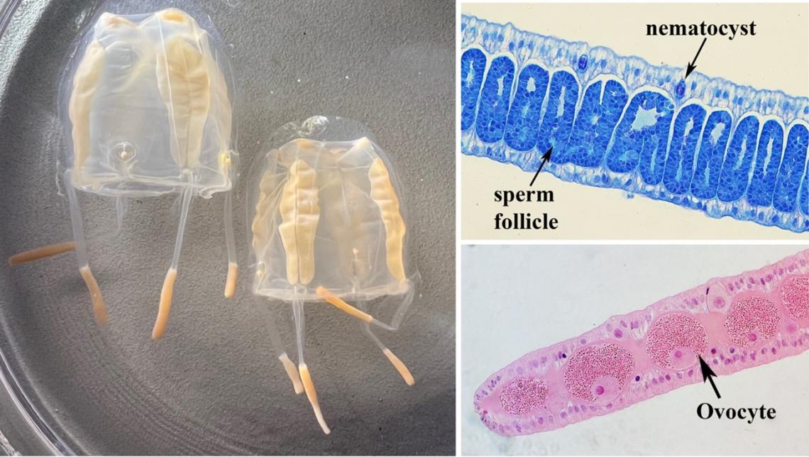 Beyond the Sting: Box Jellyfish Reveal Diverse and Complex