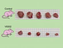 mouse model in glutamine cancer experiment