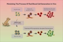 Dog iPSCs being used for red blood cell-like cell production