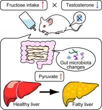 mouse model in low testosterone and high fructose study