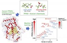 Screening of PFAS binding potential to PPARα using an explainable machine learning approach