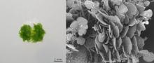 Induction of gemma (clonal propagule) formation via the activation of GEMMIFER gene