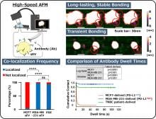 High-speed AFM reveals heterogeneous antibody accessibility on single small extracellular vesicles (sEVs).