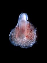 Bioengineered tooth unit