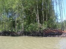 Mangrove1