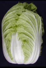 cabbage
