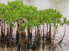 young mangroves