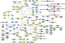 rice metabolism