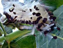 seed pod and fibers