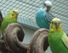 budgies birds dancing
