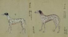 dogs Japan