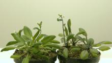 Figure 1: wild-type Arabidopsis