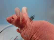 mouse 1