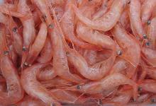 obtaining chitosan