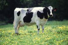 Holstein-Friesian milk cow