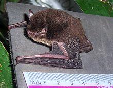 Myotis