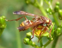 Wasp