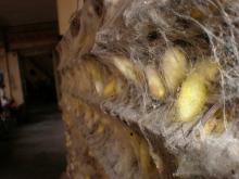 Silkworms