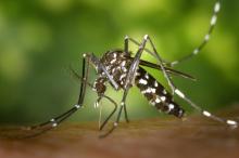 Tiger-mosquito