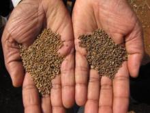 Millets