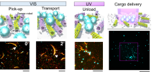 Schematic illustrations of cargo transport by a swarm of molecular robots (top) and fluorescence images of a molecular robot transporting blue sphere-like cargo (bottom). The scale bar is 20 micrometers. By specifying the position of the light irradiation, it is possible to accumulate the cargo at the designated destination (right). The scale bar is 50 micrometers (Mousumi Akter, et al. Science Robotics. April 20, 2022).