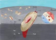 Figure 1: The drawing shows a clam with its foot extending deep into the sediment to gain access to hydrogen sulfide. The foot and mantle of the clam are red due to the presence of haemoglobin for gas transport in the blood, which is an adaptation to the low-oxygen environment. (Drawn by HKBU student Hu Juntong) 