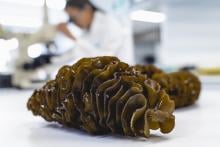 Undaria pinnatifida seaweed
