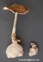 Mushroom