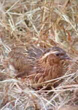 Photo of Japanese quail