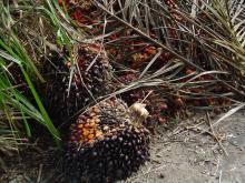Palm oil fruit
