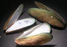 mussels