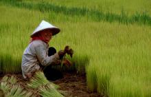 Growing rice
