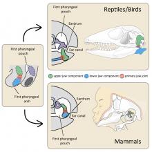 Morphology of the primary jaw joint in mammals and reptiles/birds