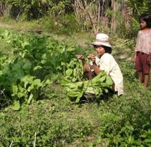 Homestead garden