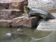 turtle pair