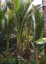Sago palm