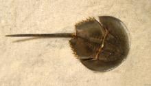 horseshoe crab