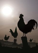 Social hierarchy in roosters determines order of crowing