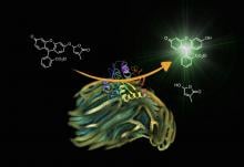 Treatment of Striga seeds with Yoshimulactone