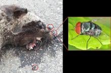 Picture 1 Oriental latrine flies feeding on the carcass of a palm civet in Kenyir Wildlife Corridor peninsular Malaysia